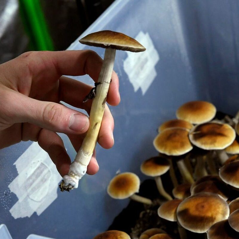 magic mushrooms for sale