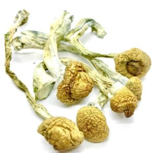 import placeholder for 2845