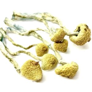 import placeholder for 2856